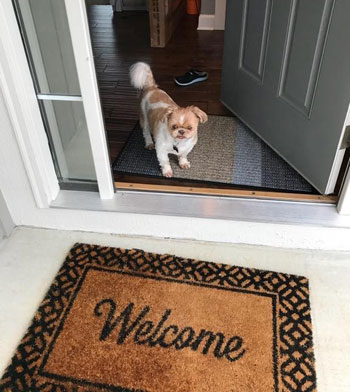 welcome to Just Fur-Babies, KC pet sitter