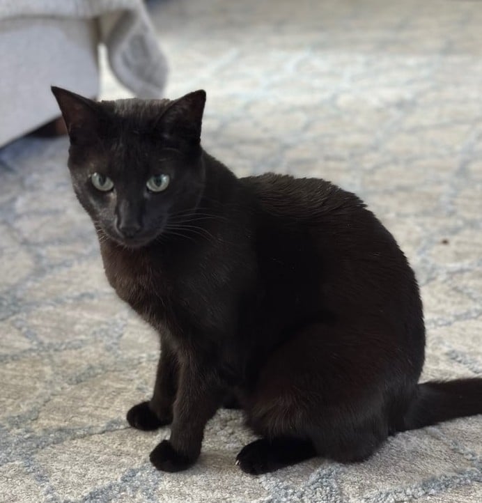 black cat on the rug.