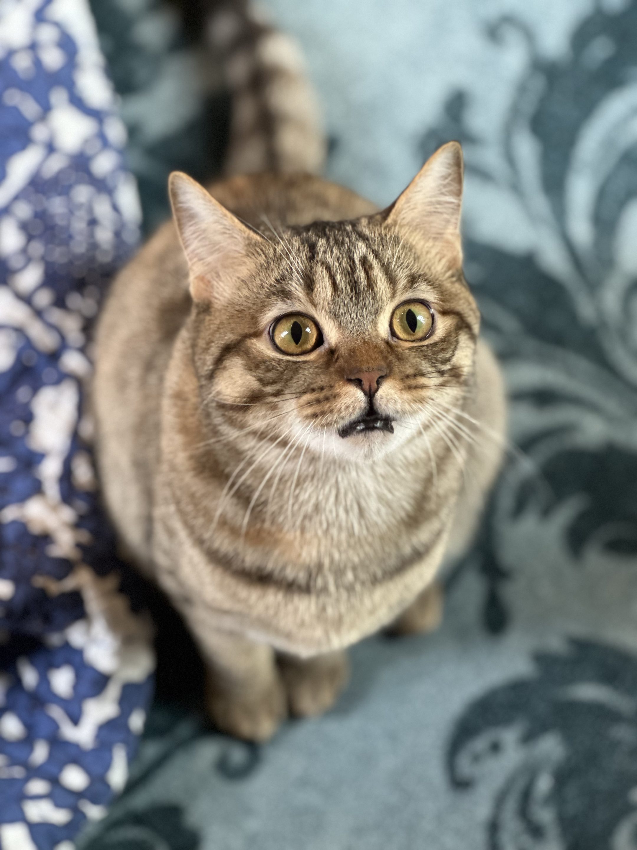 aurora a british shorthaired kitty in prairie village, ks.