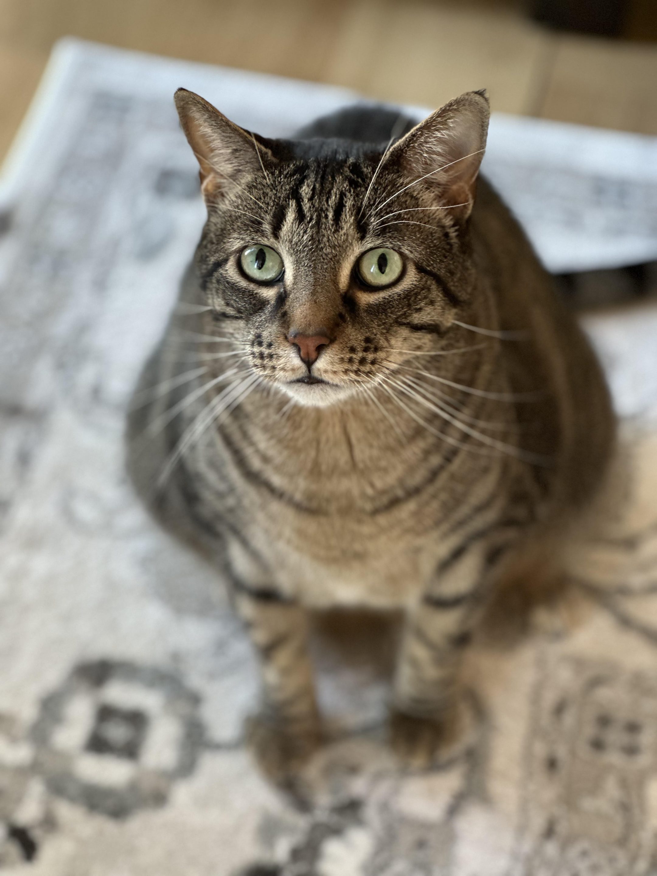 Bubba is a brown tabby cat in Overland Park, KS.