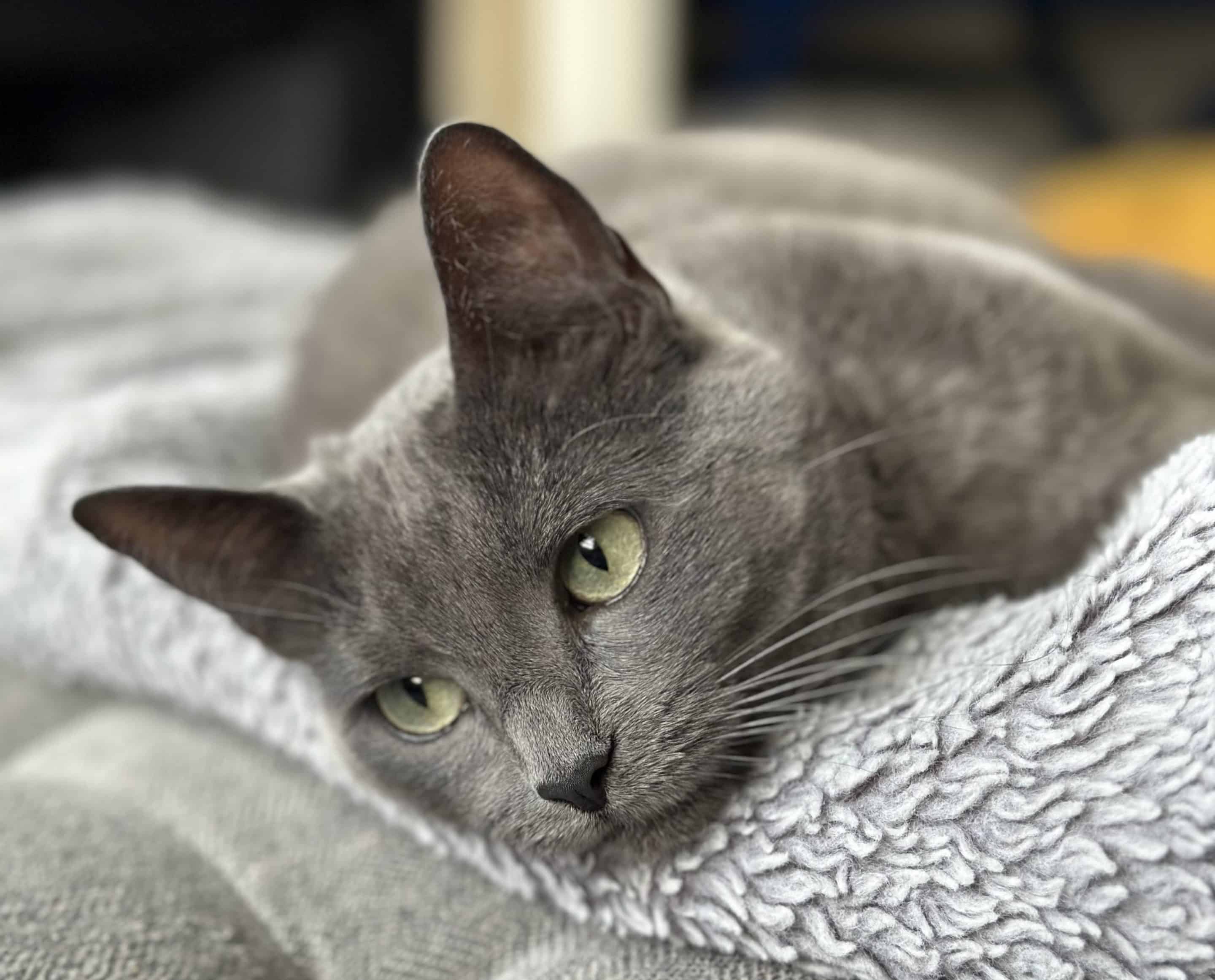june a gray cat in leawood, ks.