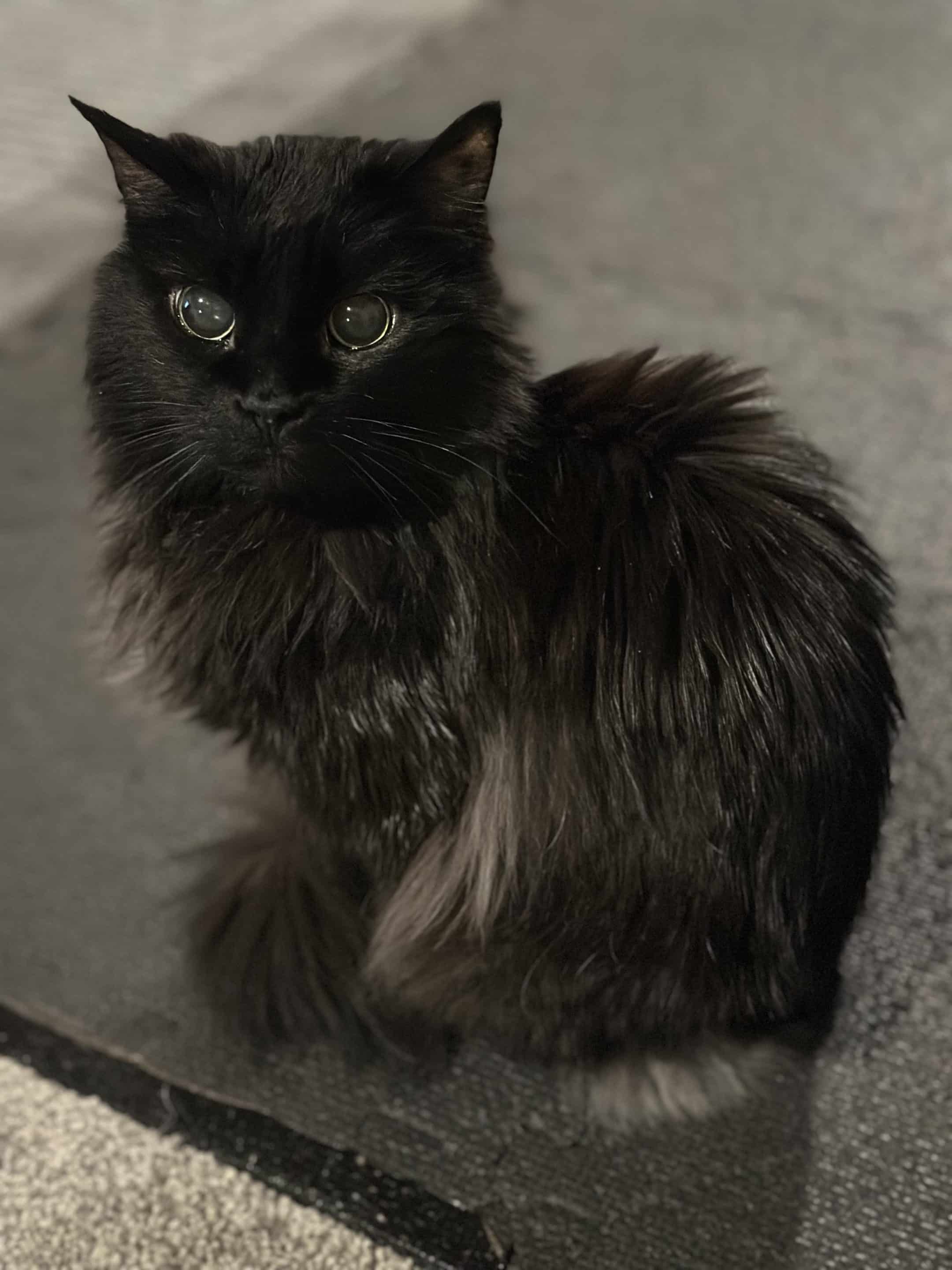 sabrina a black olathe cat.