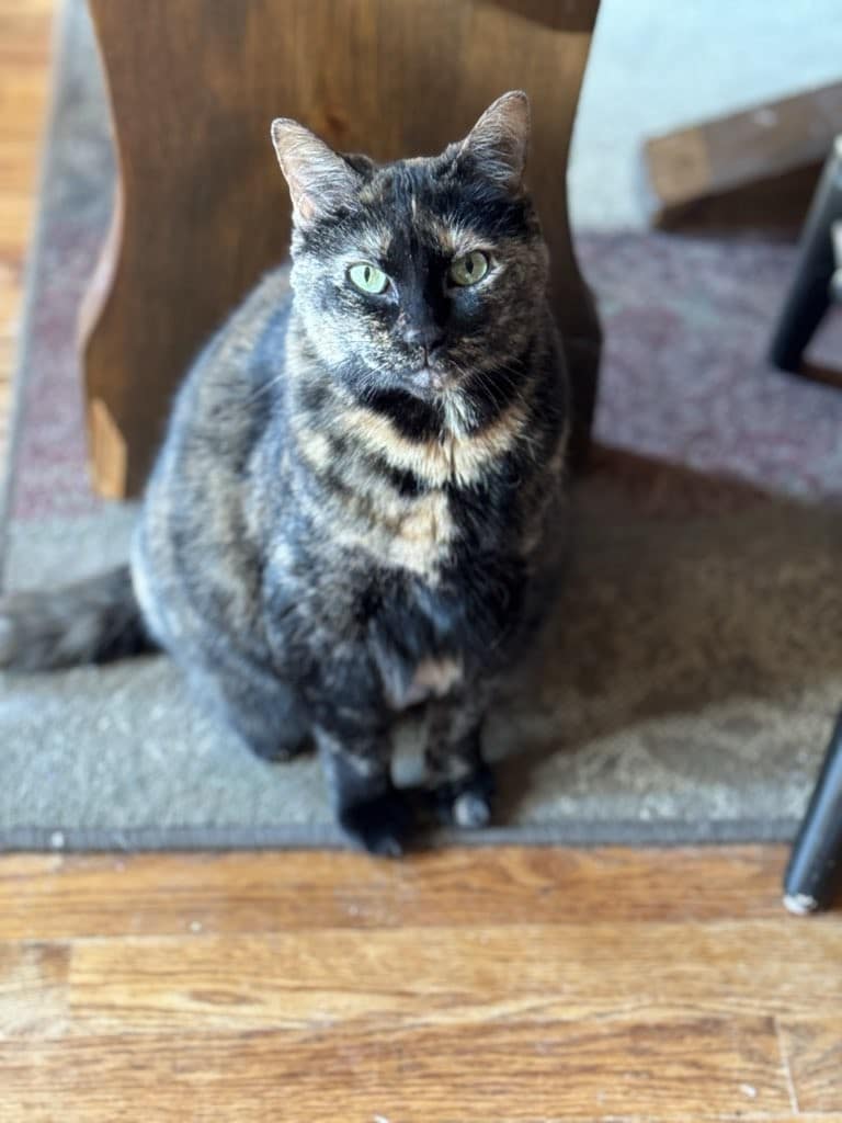 tortie cat in leawood, ks.