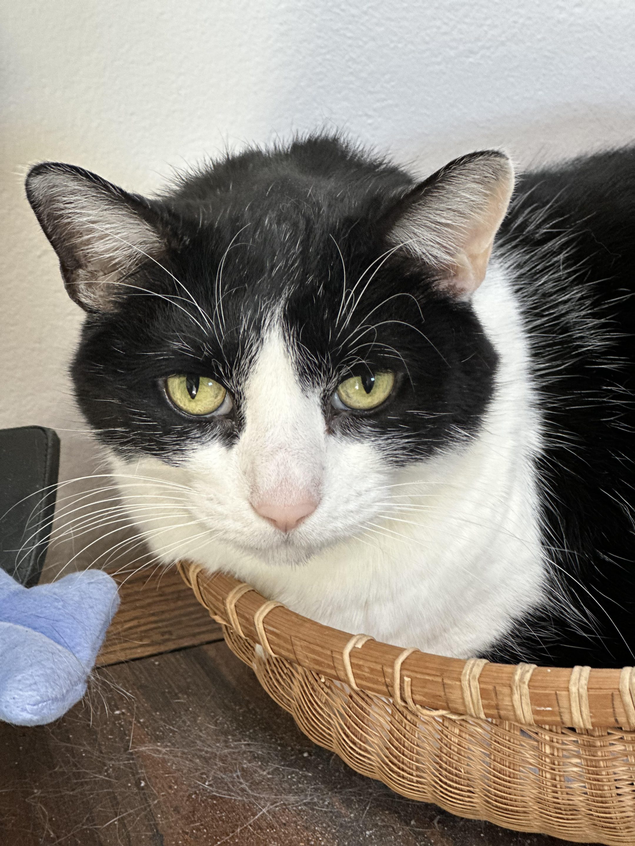Willy a black and white cat in Prairie Village, KS.
