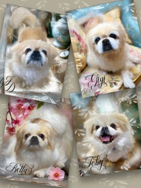 A custom pet watercolor portrait of a family of four Pekingese dogs created for charitable donations.